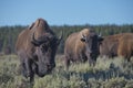 Buffalo Bison in Lamar Valley Yellowstone Royalty Free Stock Photo