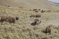 Buffalo Bison in Lamar Valley Yellowstone Royalty Free Stock Photo