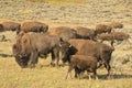 Buffalo Bison in Lamar Valley Yellowstone Royalty Free Stock Photo