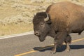 Buffalo Bison in Lamar Valley Yellowstone Royalty Free Stock Photo