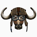 Buffalo Bison mascot head. Animal portrait. Royalty Free Stock Photo