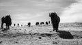 Buffalo (Bison) on the Plains of Colorado