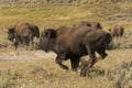 Buffalo Bison running in Lamar Valley Yellowstone Royalty Free Stock Photo