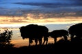 Buffalo Bison Silhouette on Ridge at Sunset