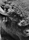 Buffalo, black and white, media, majestic