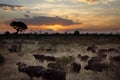 Buffalo - Okavango Delta - Botswana Royalty Free Stock Photo