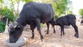 Water buffalo Calf Feeding in village dairy farm. water buffalo milking, nursing baby buffalo. Buffalo face, head close up. Royalty Free Stock Photo