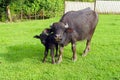 Buffalo and buffalo calf on the lawn Royalty Free Stock Photo