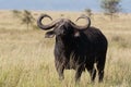 Buffalo bull