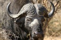 Buffalo bull Royalty Free Stock Photo