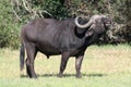 Buffalo Bull Royalty Free Stock Photo
