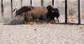 Buffalo Bull Fight