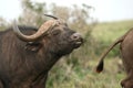 Buffalo Bull Flehmen Royalty Free Stock Photo