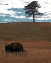 Buffalo Bull grazing in Wind Cave National Park in the Black Hills of South Dakota Royalty Free Stock Photo