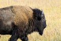 Buffalo Bull at Jackson Hole