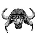 Buffalo, bull, ox Wild biker animal wearing motorcycle helmet. Hand drawn image for tattoo, emblem, badge, logo, patch