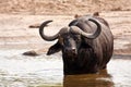 Buffalo bull standing in water