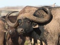 Buffalo Bull with stunning horns