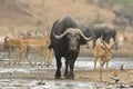 Buffalo bull (Syncerus caffer) amongst Impala Royalty Free Stock Photo