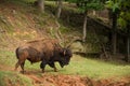 Buffalo bull walking along a streambed