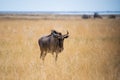 Buffalo bull in the wild. Safari in Africa, African savannah wildlife.