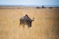 Buffalo bull in the wild. Safari in Africa, African savannah wildlife.