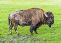 Buffalo bull in Yellowstone