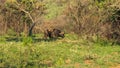 Buffalo bush veld africa trees