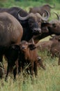 Buffalo Calf Royalty Free Stock Photo