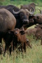 Buffalo Calf