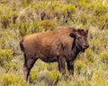 Lone bison calf is looking out for mom.