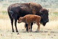 Buffalo calf with his mother