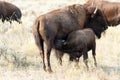 Buffalo calf nursing Royalty Free Stock Photo