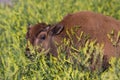 Buffalo calf Royalty Free Stock Photo