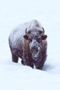 Buffalo calf standing in deep snow Royalty Free Stock Photo