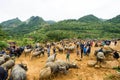 Buffalo Can Cau Market Bac Ha Royalty Free Stock Photo