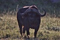 Buffalo, Cape, Serengeti Plains, Tanzania, Africa