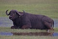 Buffalo, Cape, Serengeti Plains, Tanzania, Africa