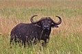 Buffalo, Cape, Serengeti Plains, Tanzania, Africa