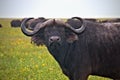 Buffalo, Cape, Serengeti Plains, Tanzania, Africa