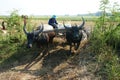 Buffalo cart transport paddy in rice sack Royalty Free Stock Photo