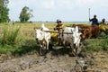 Buffalo cart transport rice that just harvest Royalty Free Stock Photo