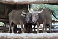 Buffalo in the cattle pen portrait local Thailand buffalo cow in the morning scene Royalty Free Stock Photo