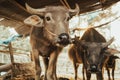 Buffalo in the cattle pen portrait local Thailand buffalo cow in the morning scene