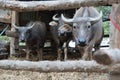 Buffalo in the cattle pen portrait local Thailand buffalo cow in the morning scene Royalty Free Stock Photo