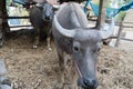 Buffalo in the cattle pen portrait local Thailand buffalo cow in the morning scene Royalty Free Stock Photo