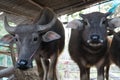 Buffalo in the cattle pen portrait local Thailand buffalo cow in the morning scene Royalty Free Stock Photo