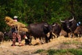 Buffalo are chewing rice straw