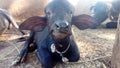 Buffalo child in India gujarat