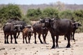 Buffalo - Chobe N.P. Botswana, Africa